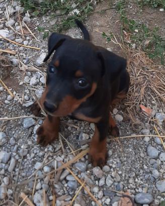 Cuccioli di Pincher, Zwergpinscher