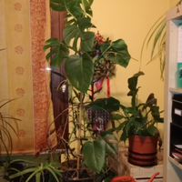 FILODENDRO - Philodendrum Monstera-appartamento