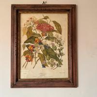 Quadro con stampa botanica