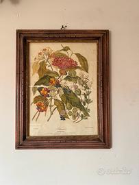 Quadro con stampa botanica