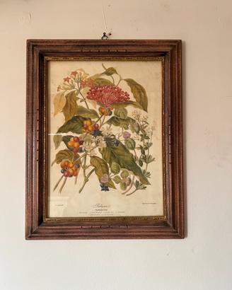 Quadro con stampa botanica