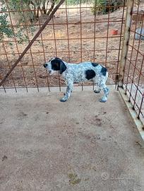 Cuccioli caccia