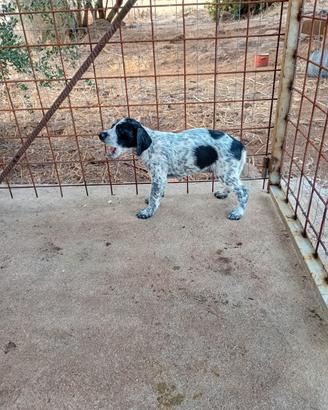 Cuccioli caccia