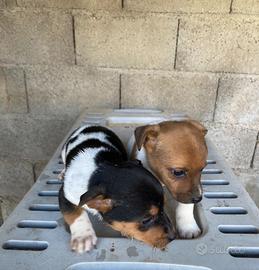 Cuccioli di jack Russell