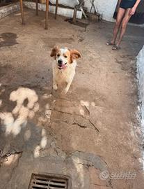 Cane da caccia Breton