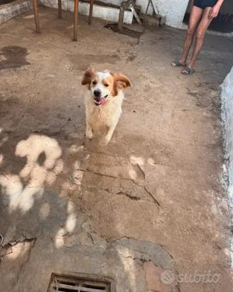 Cane da caccia Breton