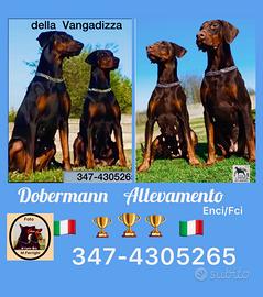 Dobermann cuccioli alta genealogia