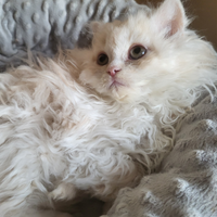 Cucciolo gatto Selkirk Rex (pelo riccio)