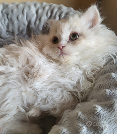 Cucciolo gatto Selkirk Rex (pelo riccio)