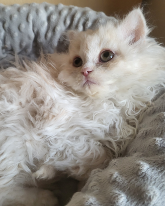 Cucciolo gatto Selkirk Rex (pelo riccio)