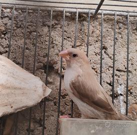 Passeri del Giappone grigi