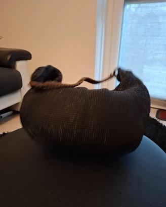 Borsa nera estiva