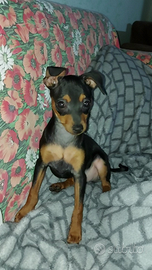 Cuccioli pinscher nano
