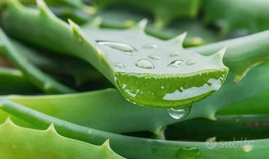 1Kg FOGLIE DI ALOE VERA FRESCHE-PIANTA ADULTA IDEA