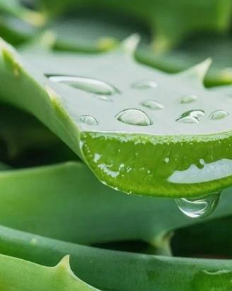 1Kg FOGLIE DI ALOE VERA FRESCHE-PIANTA ADULTA IDEA