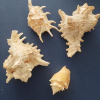 conchiglie