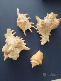 conchiglie
