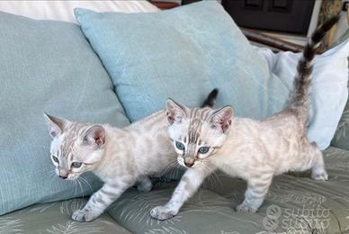 Cuccioli gatto bengala pedigree