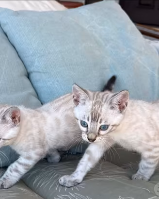 Cuccioli gatto bengala pedigree