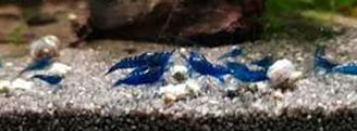 caridine neocaridine ed altro per acquario