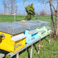 Famiglie di api su 10 favi