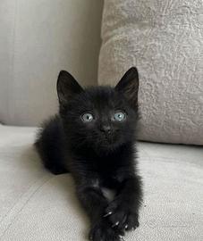Gatto nero