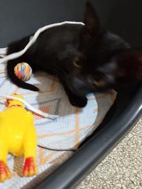 Gattino 2 mesi