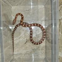 Sepenti del grano/guttate het palmetto ghost