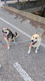2 cani giocherelloni