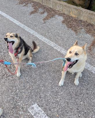 2 cani giocherelloni