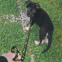 Cuccioli pastore tedesco