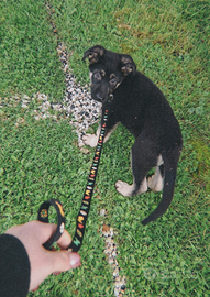 Cuccioli pastore tedesco