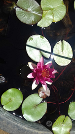 Ninfea nome scientifico Nymphaea fiori acquatici