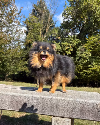 Volpino Pomerania cucciola 6 mesi BLACK&TAN