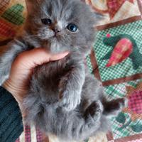 Gattino persiano grigio chiaro