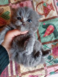 Gattino persiano grigio chiaro
