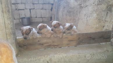 Cucciola di Australian cattle dog