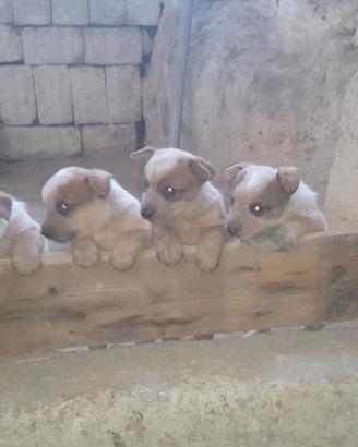 Cucciola di Australian cattle dog
