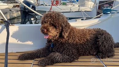 Lagotto maschio pedigree per monta