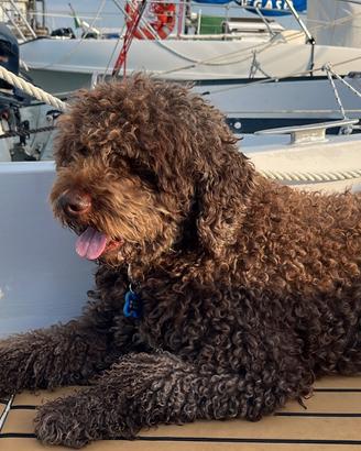 Lagotto maschio pedigree per monta