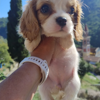 Cavalier king cuccioli blenheim