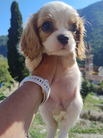 Cavalier king cuccioli blenheim
