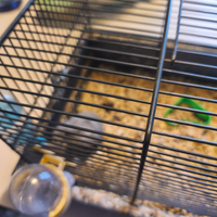 Orsetto siberiano giovane dolcissimo