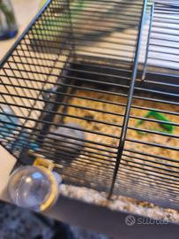 Orsetto siberiano giovane dolcissimo