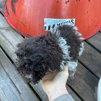 Cucciolo di Lagotto romagnolo