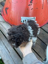 Cucciolo di Lagotto romagnolo