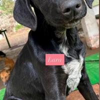 Cagnolini di quasi 4 mesi