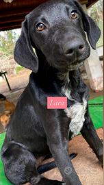 Cagnolini di quasi 4 mesi