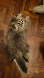 Un Gattino per Natale Periano-Scottish