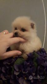 Spitz pomerania toy